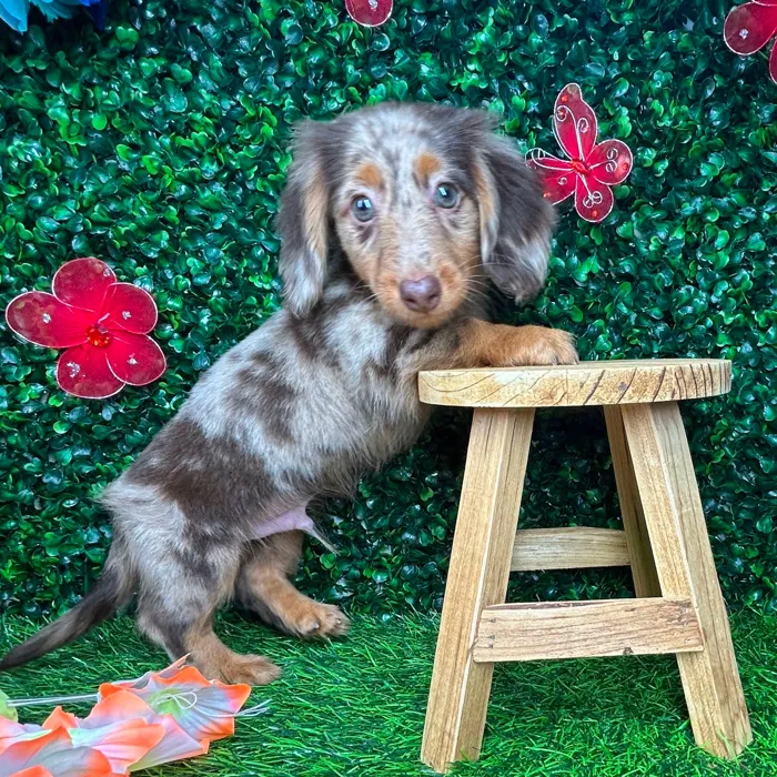 Male Dachshund puppy named *Timber* for sale at Puppy Dreams - Mansfield.
