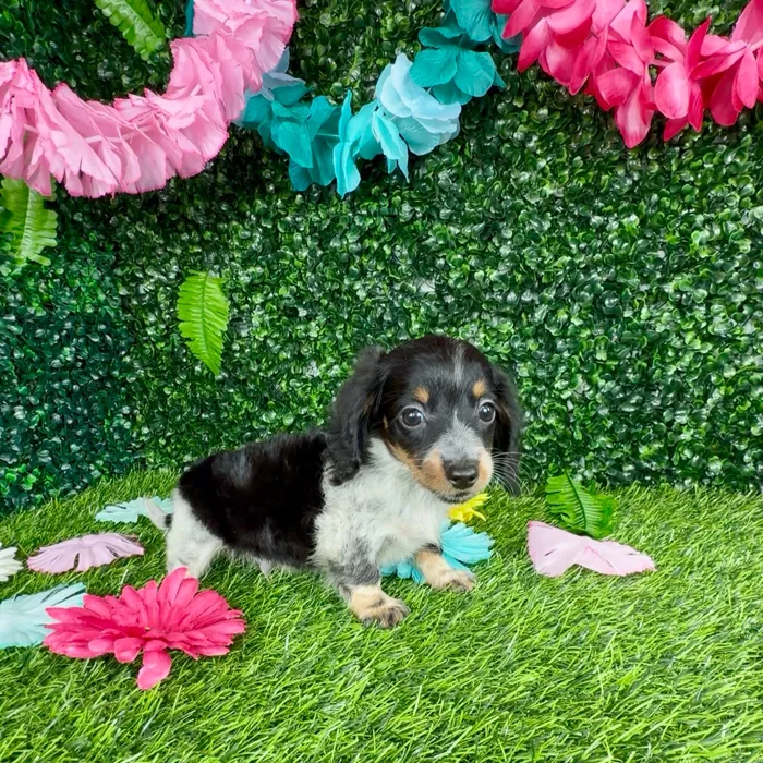 Male Dachshund puppy named Leopard for sale at Puppy Dreams - Denton.