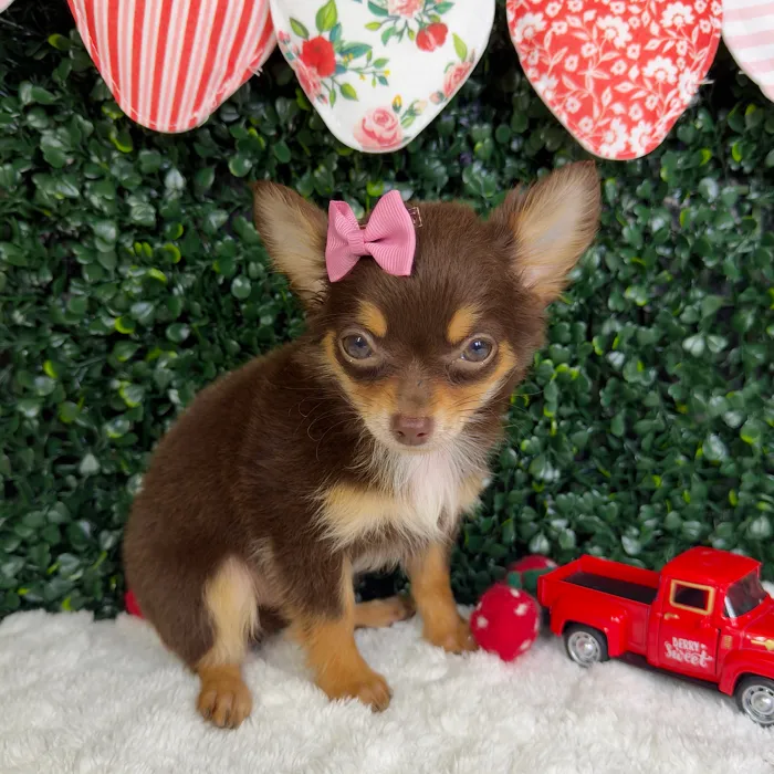 Female Chihuahua puppy named Princesa for sale at Puppy Dreams - Garland.