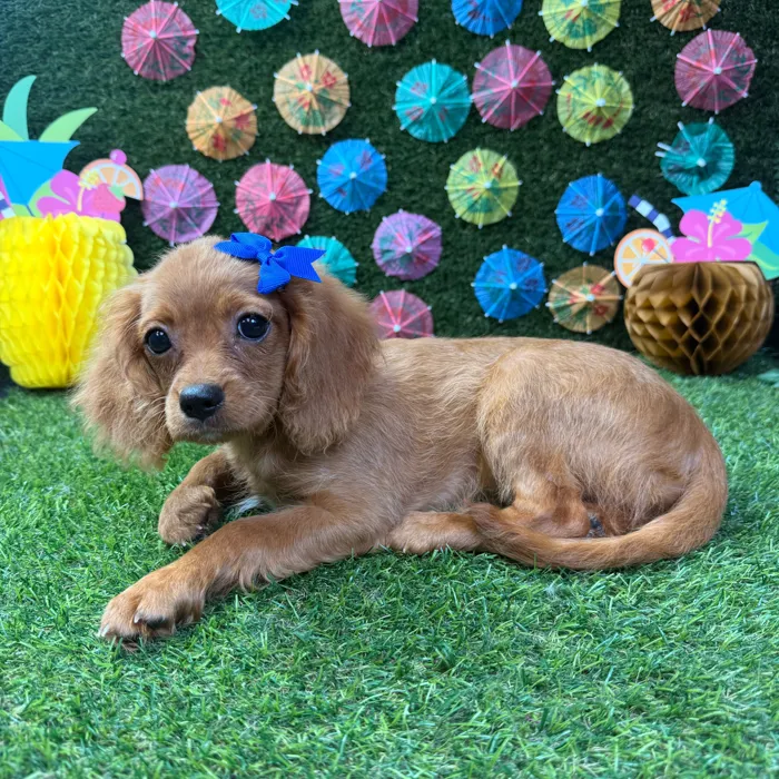 Female Cavapoo puppy named Hazel for sale at Puppy Dreams - Carrollton.