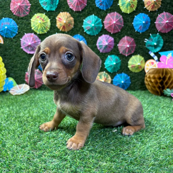 Male Dachshund puppy named Ash for sale at Puppy Dreams - Carrollton.