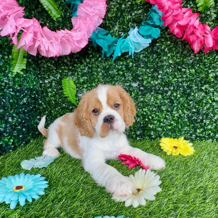 Male Cockalier puppy named Funfetti for sale at Puppy Dreams - Denton.