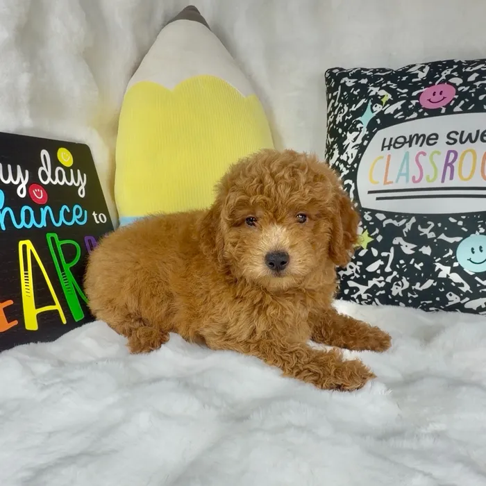 Male Mini Goldendoodle puppy named Curly Fry for sale at Puppy Dreams - Denton.
