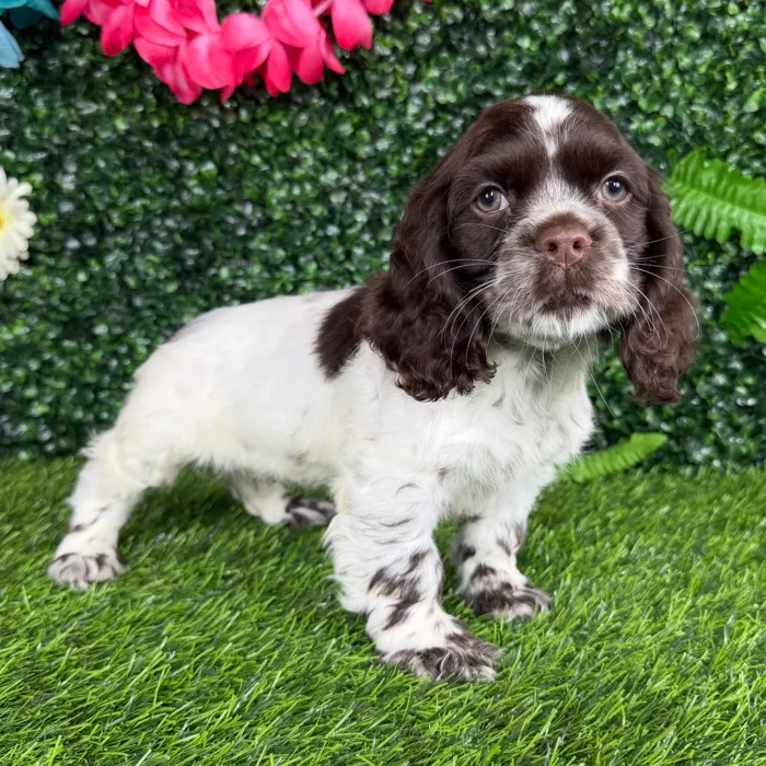 Female Cocker Spaniel puppy named Fifa for sale at Puppy Dreams - Denton.