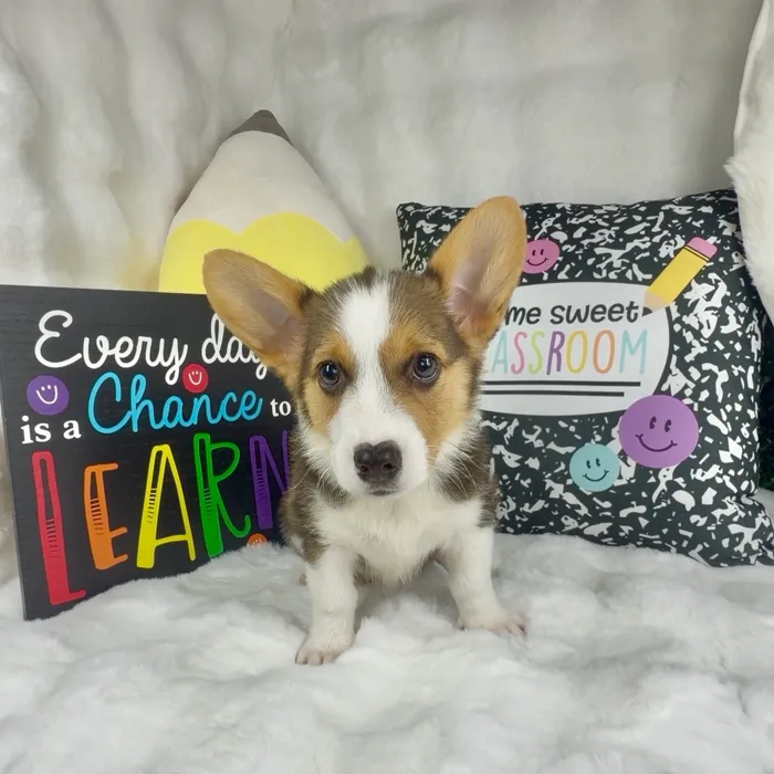 Male Pembroke Welsh Corgi puppy named Dill for sale at Puppy Dreams - Denton.