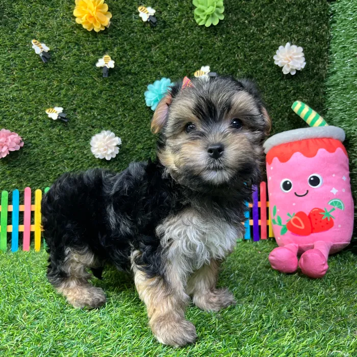 Female Morkie puppy named Amber for sale at Puppy Dreams - Carrollton.