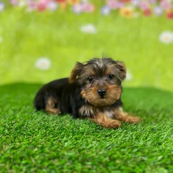 car_main_img_/media/ap_media/pets/IEPMTNMQZMZH136524.webp.250x250_q85.webp