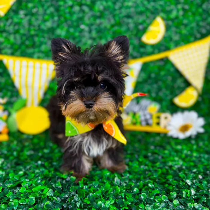 Male Yorkie puppy named Boss for sale at Puppy Dreams - North Richland Hills.