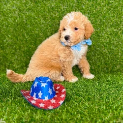 car_main_img_/media/ap_media/pets/IIKOFVUFYXJM130295.webp.250x250_q85.webp