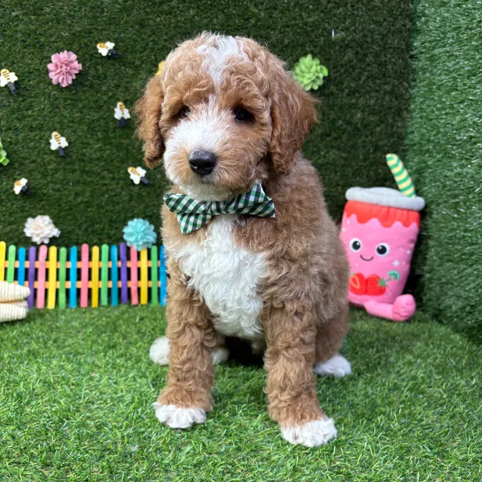 Male Mini Goldendoodle puppy named Charlie for sale at Puppy Dreams - Carrollton.