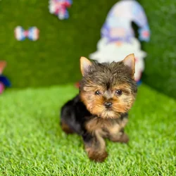 car_main_img_/media/ap_media/pets/IIYBDTODORID130081.webp.250x250_q85.webp