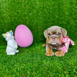 car_main_img_/media/ap_media/pets/IJDKHVFKRCDI118981.webp.250x250_q85.webp