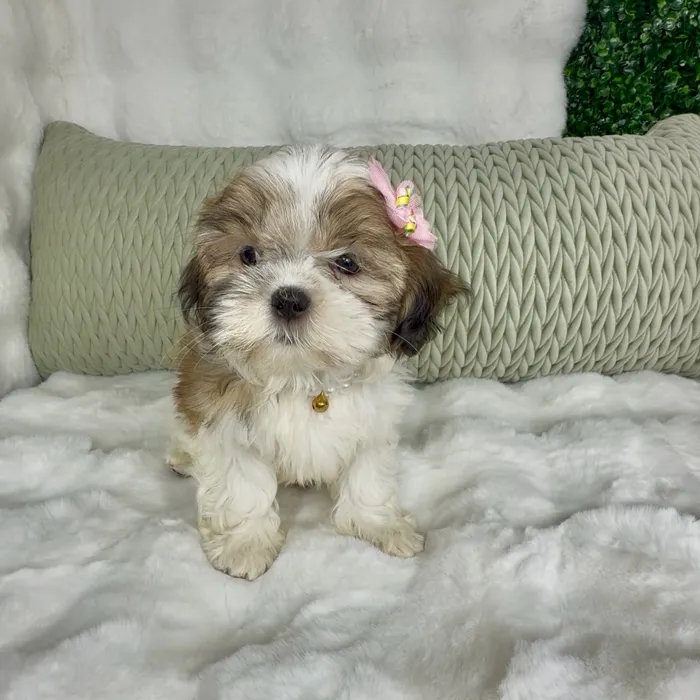 Female Shih Tzu puppy named Gordita Crunch for sale at Puppy Dreams - Denton.