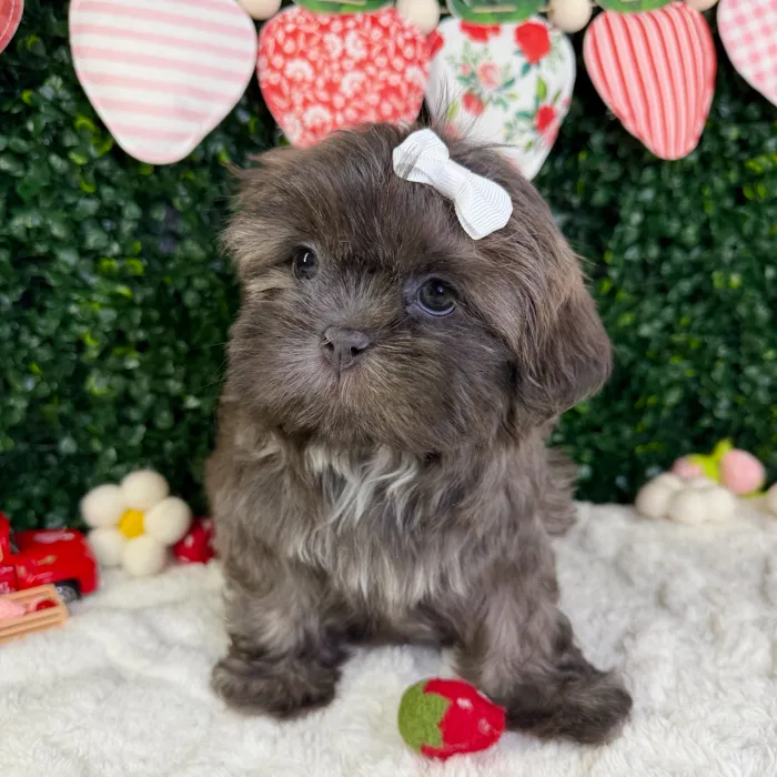 Female Shih Tzu puppy named Bella for sale at Puppy Dreams - Garland.