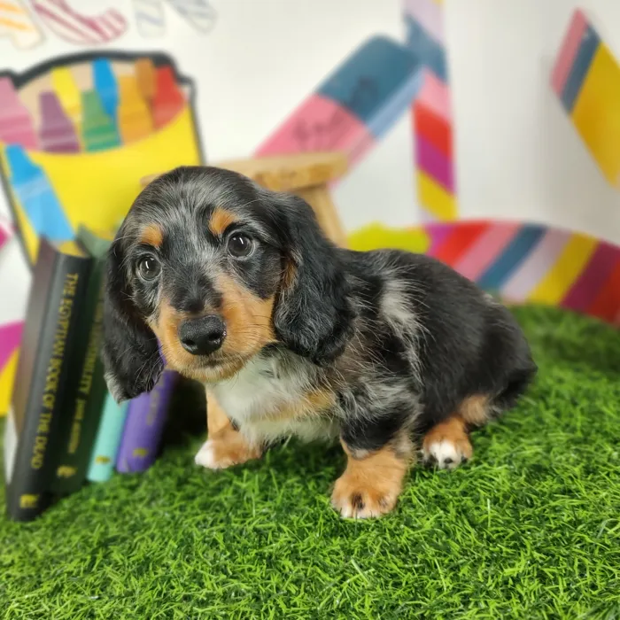 Male Dachshund puppy named *Principal* for sale at Puppy Dreams - Mansfield.