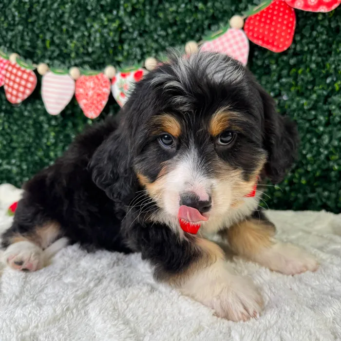 Male Bernedoodle puppy named Beethoven for sale at Puppy Dreams - Garland.