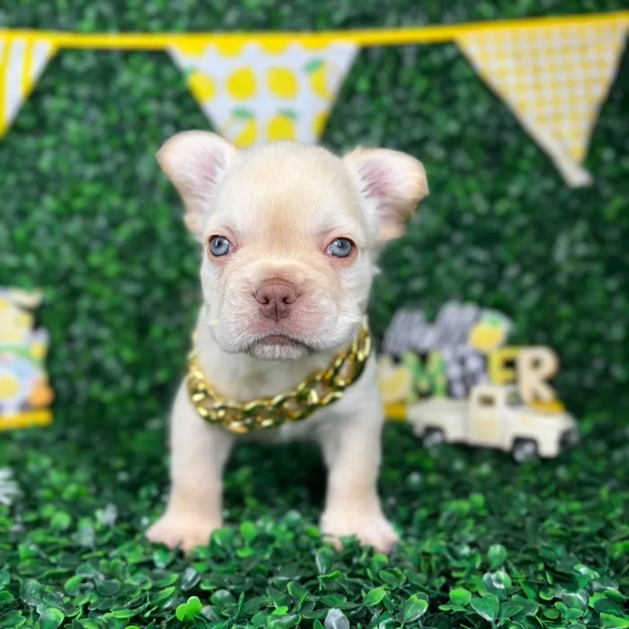 Male Fluffy French Bulldog puppy named Leo for sale at Puppy Dreams - North Richland Hills.