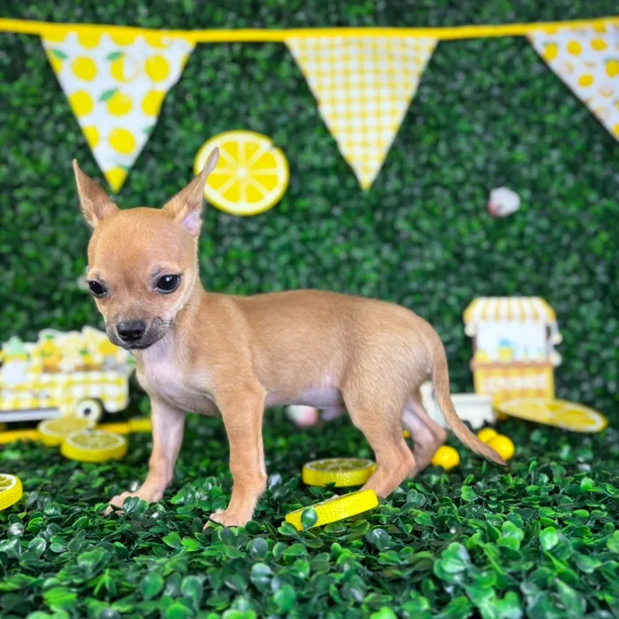Male Chihuahua puppy named Romeo for sale at Puppy Dreams - North Richland Hills.