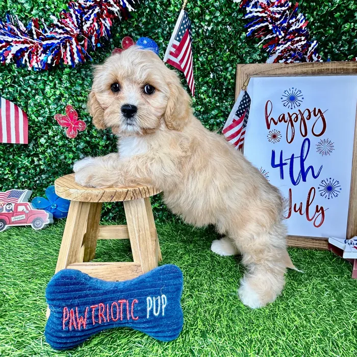 Male Cavapoo puppy named *Rocket* for sale at Puppy Dreams - Mansfield.