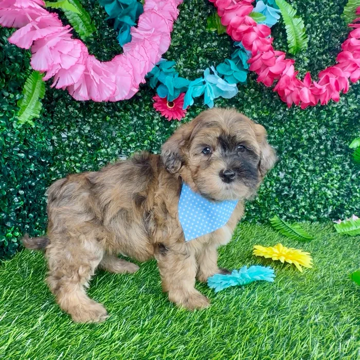 Male Havapoo puppy named George for sale at Puppy Dreams - Denton.