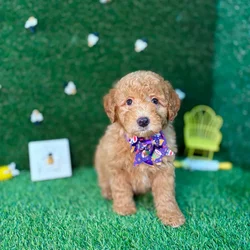 car_main_img_/media/ap_media/pets/IOILRKCLLVPE123636.webp.250x250_q85.webp