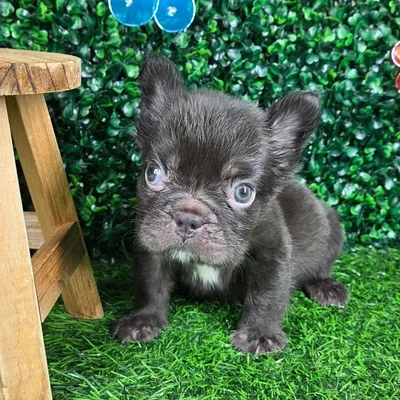 Male Fluffy French Bulldog puppy named *Houston* for sale at Puppy Dreams - Mansfield.