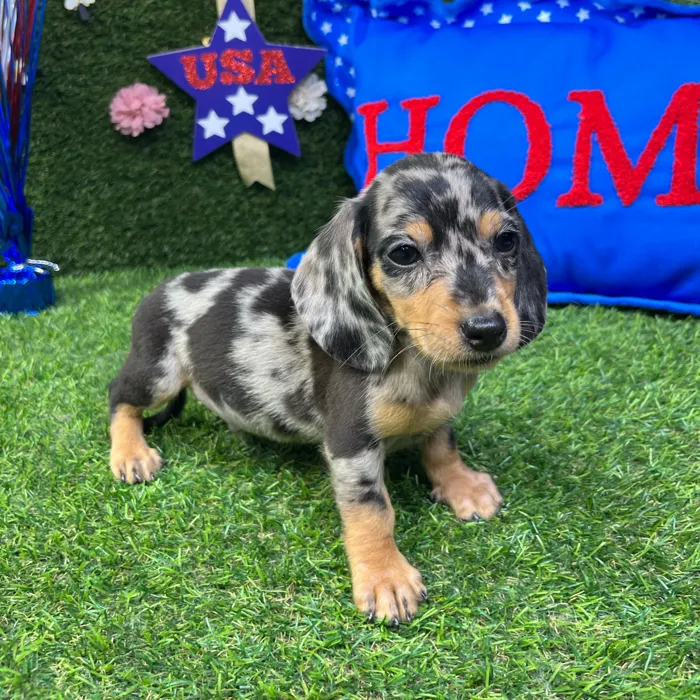 Male Dachshund puppy named Ron for sale at Puppy Dreams - Carrollton.