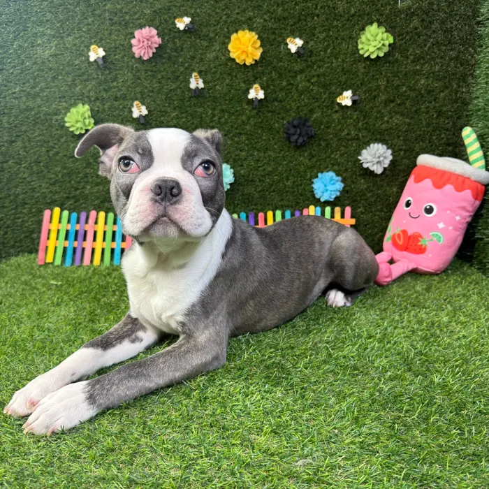 Male Frenchton puppy named Buster for sale at Puppy Dreams - Carrollton.