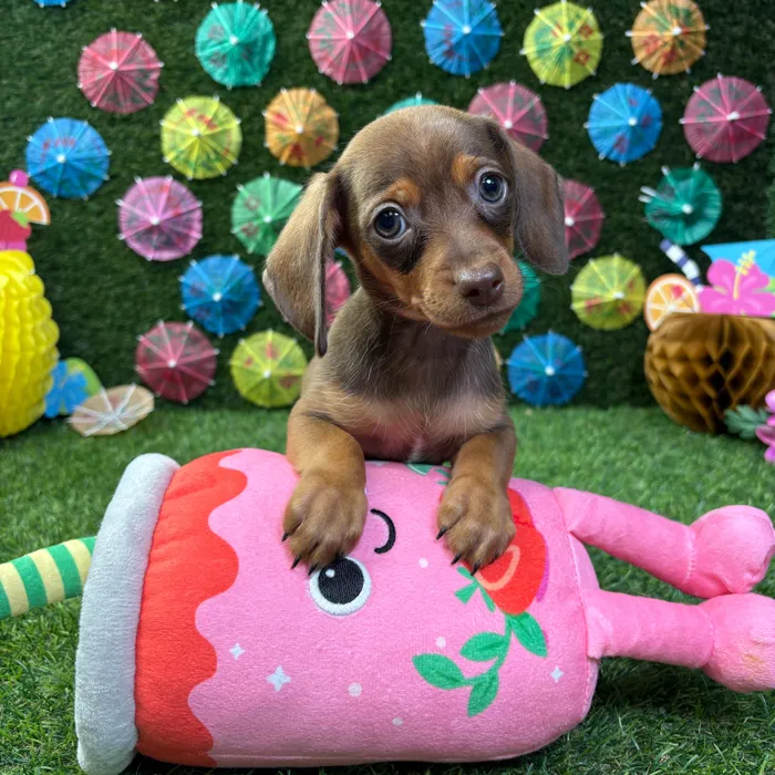 Male Dachshund puppy named Ash for sale at Puppy Dreams - Carrollton.