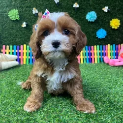 Female Cavapoo puppy named Gigi for sale at Puppy Dreams - Carrollton.