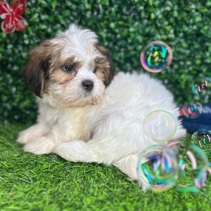 Male Shorkie puppy named *Fizz* for sale at Puppy Dreams - Mansfield.