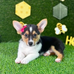 car_main_img_/media/ap_media/pets/ISTYVPGXLBMY134364.webp.250x250_q85.webp