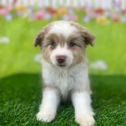 car_main_img_/media/ap_media/pets/ISWJLHPOVKXH131848.webp.250x250_q85.webp