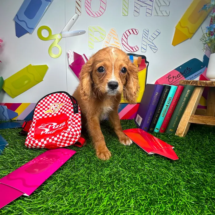 Female Cavapoo puppy named *Mrs. Parks* for sale at Puppy Dreams - Mansfield.