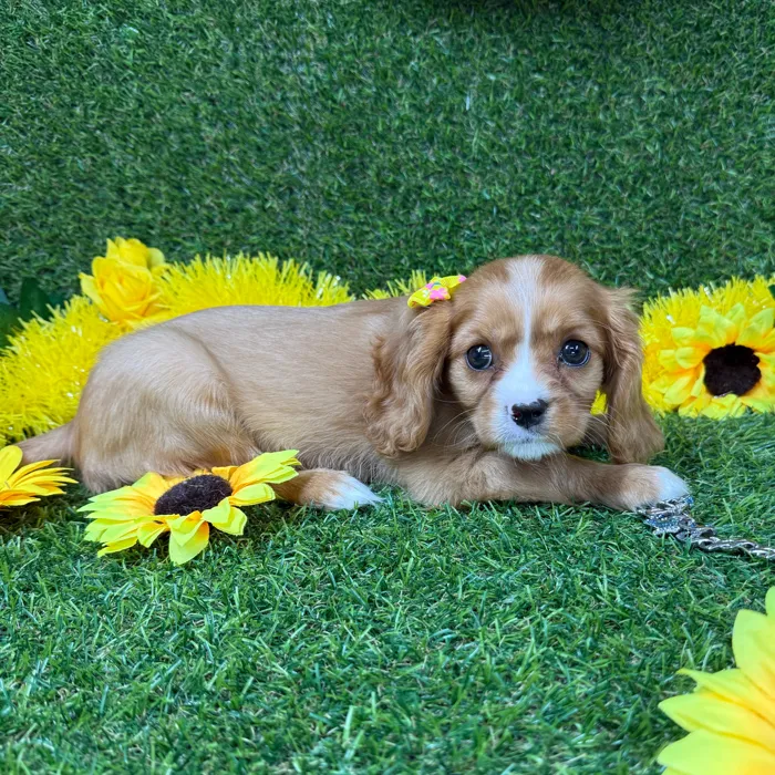 Female Cavalier King Charles Spaniel puppy for sale at Puppy Dreams - Arlington.