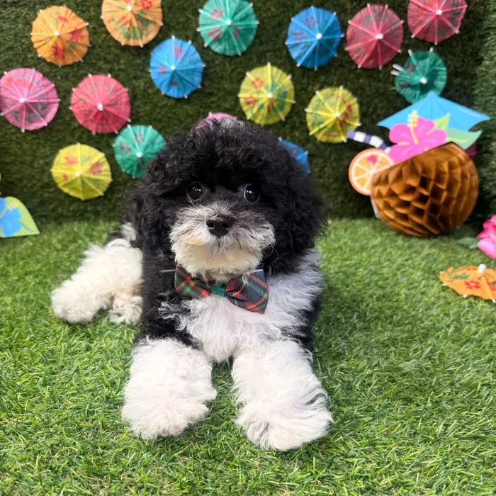 Male Poodle Toy puppy named Toby for sale at Puppy Dreams - Carrollton.