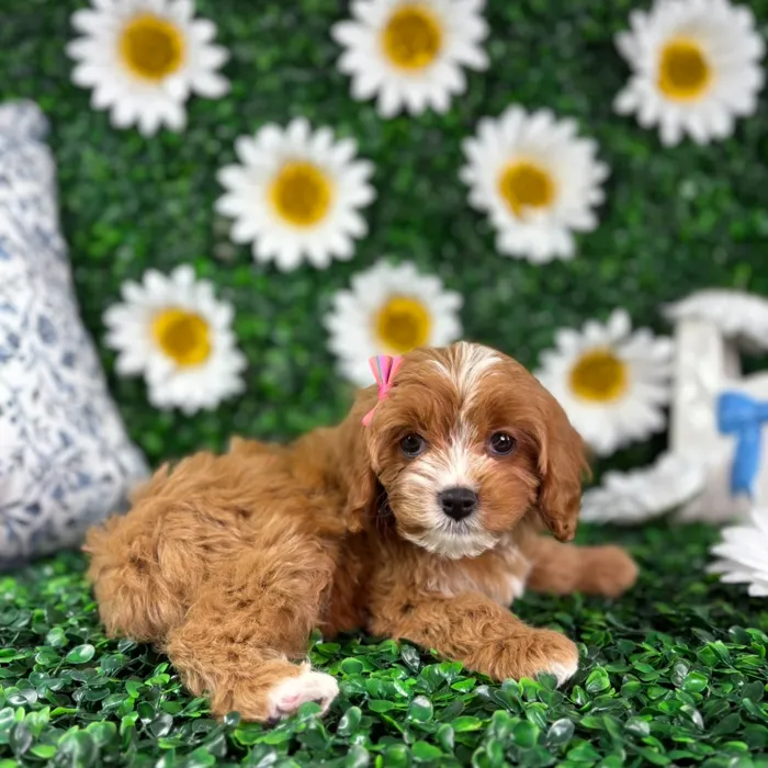 Female Cavapoo puppy named Paris for sale at Puppy Dreams - North Richland Hills.