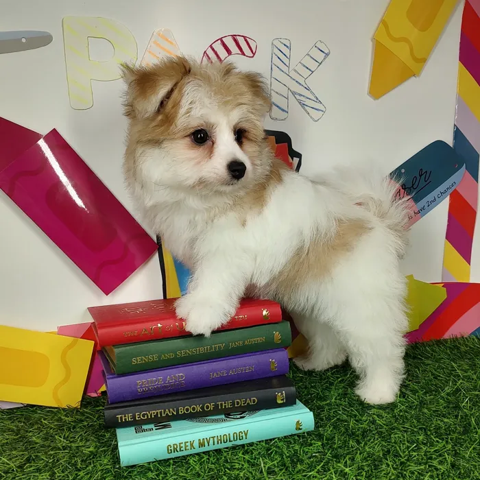 Female Pomachon puppy named *Nurse* for sale at Puppy Dreams - Mansfield.