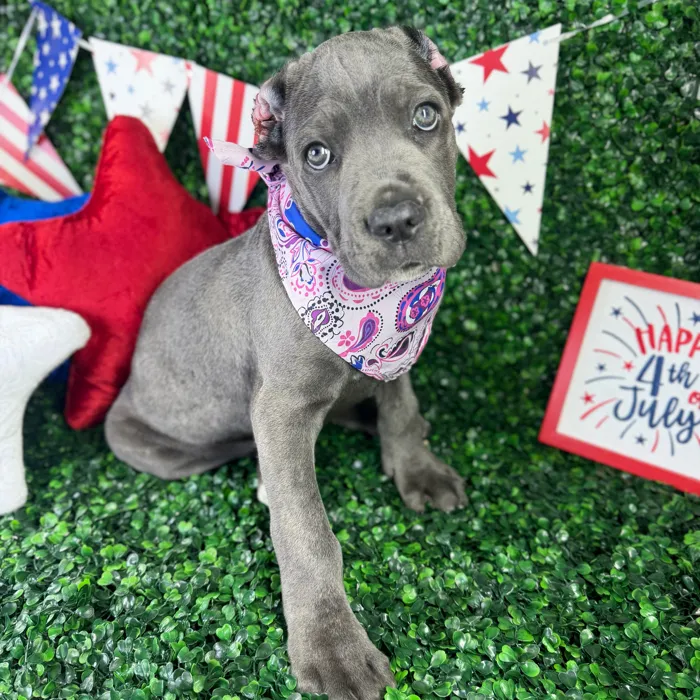 Female Cane Corso puppy named Zena for sale at Puppy Dreams - North Richland Hills.