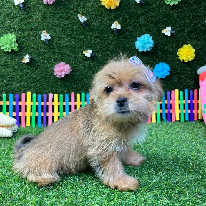 Female Shorkie puppy named Bubbles for sale at Puppy Dreams - Garland.