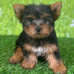 car_main_img_/media/ap_media/pets/IVQUTMHCCYCC123486.webp.250x250_q85.webp