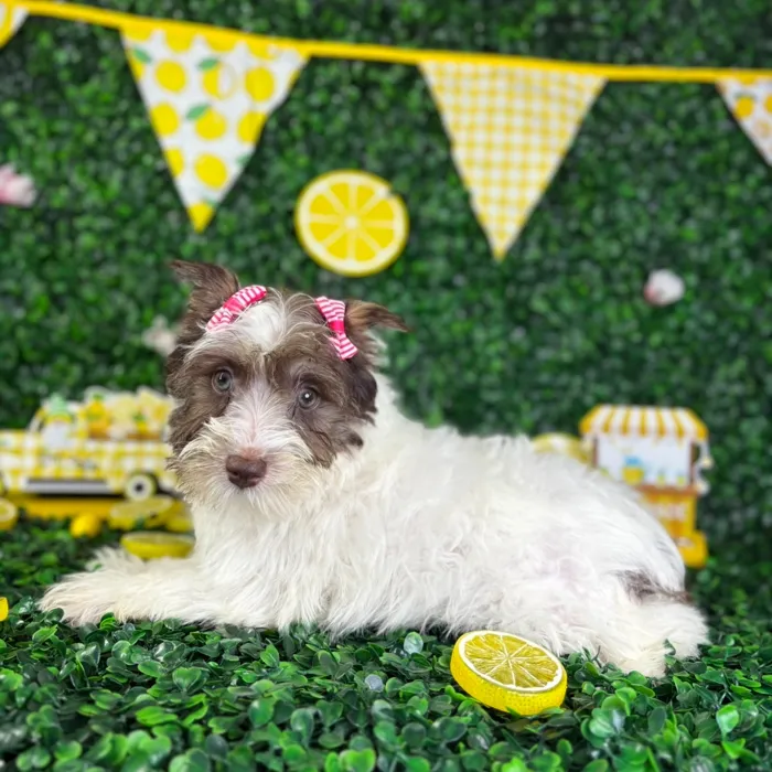 Female Mini Schnauzer puppy named Ruby for sale at Puppy Dreams - North Richland Hills.