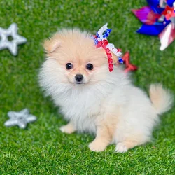 car_main_img_/media/ap_media/pets/IVXGPSLTKSIG127835.webp.250x250_q85.webp