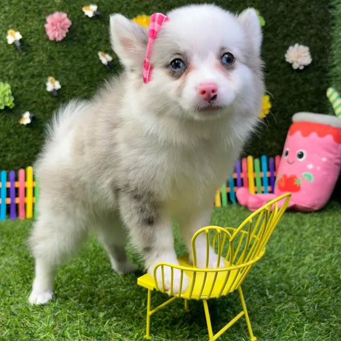 Female Pomchi puppy named Pinky for sale at Puppy Dreams - Carrollton.