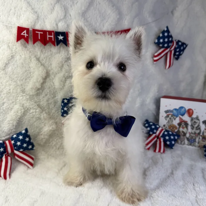 Male West Highland White Terrier puppy named Duke for sale at Puppy Dreams - Garland.