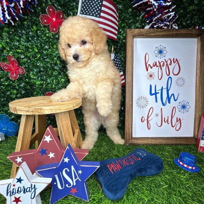 Male Mini Poodle puppy named *Maverick* for sale at Puppy Dreams - Mansfield.