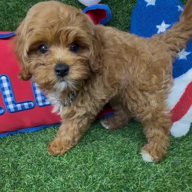 Male Cavapoo puppy named Nugget for sale at Puppy Dreams - Arlington.
