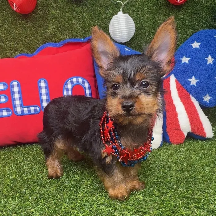 Male Yorkie puppy named Slider for sale at Puppy Dreams - Arlington.