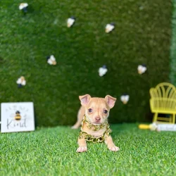 car_main_img_/media/ap_media/pets/IXONHNOIQQCM122424.webp.250x250_q85.webp