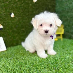 car_main_img_/media/ap_media/pets/IXZCHHPZBUDZ127588.webp.250x250_q85.webp